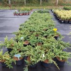 Borievka pobrežná (Juniperus conferta) ´SCHLAGER´ - výška 10-15 cm, ⌀ 60 cm, kont. C3L 