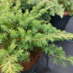Borievka pobrežná (Juniperus conferta) ´SCHLAGER´ - výška 10-15 cm, ⌀ 60 cm, kont. C3L 