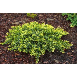 Borievka pobrežná (Juniperus conferta) ´SUNFLOWER®´ - ⌀ 20-30 cm, kont. C3L