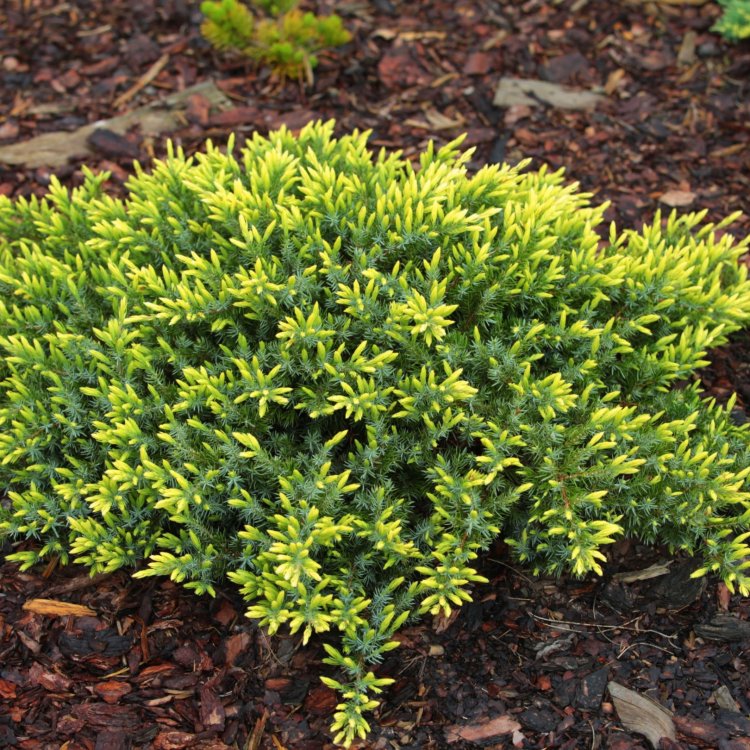 Borievka pobrežná (Juniperus conferta) ´SUNFLOWER®´ - ⌀ 20-30 cm, kont. C3L