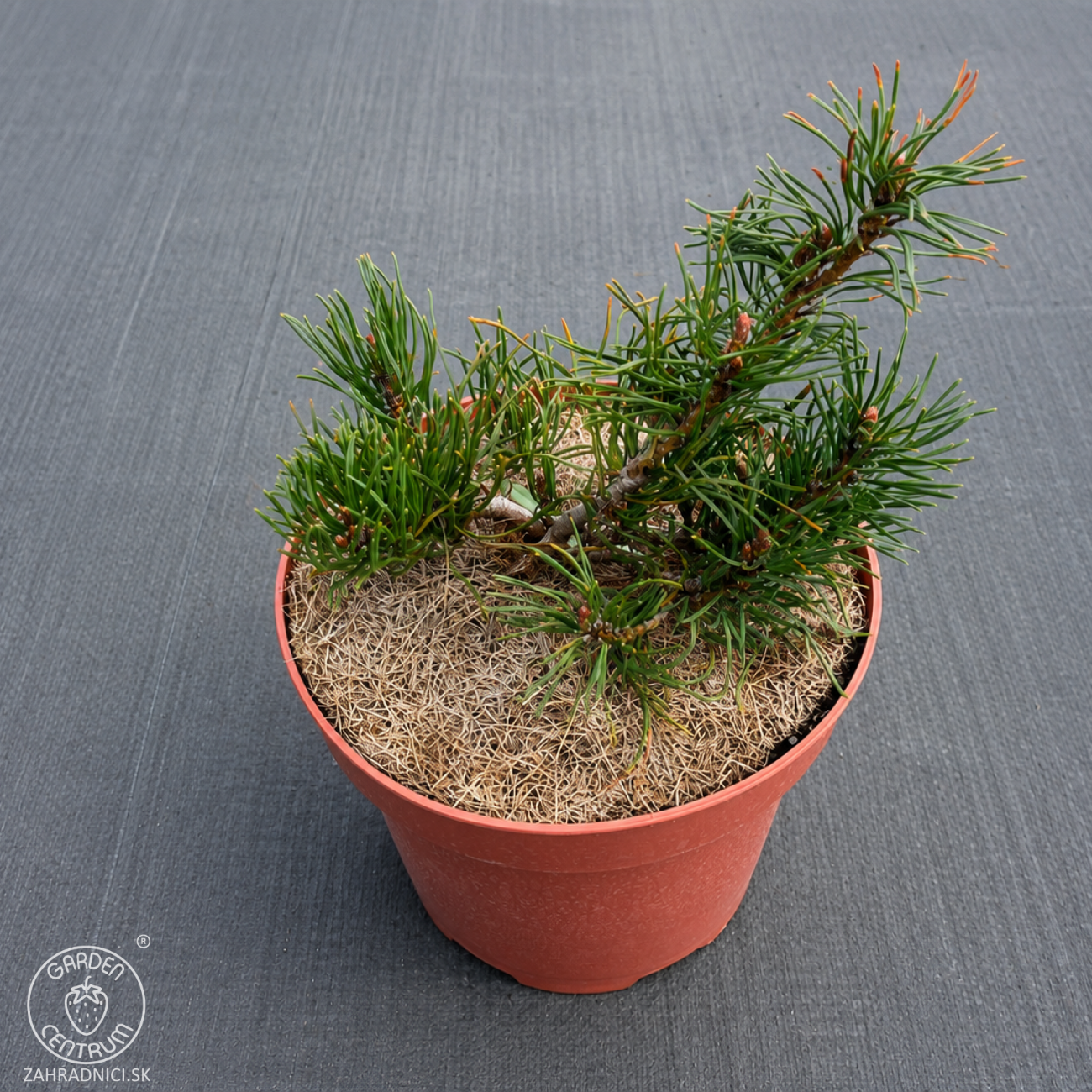 Obrázok Borovica horská (Pinus mugo) ´PUMILIO´ – výška 10-20 cm, ⌀ 10-15 cm, kont. C2L