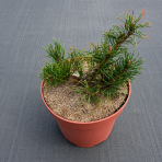 Borovica horská (Pinus mugo) ´PUMILIO´ – výška 10-20 cm, ⌀ 10-15 cm, kont. C2L
