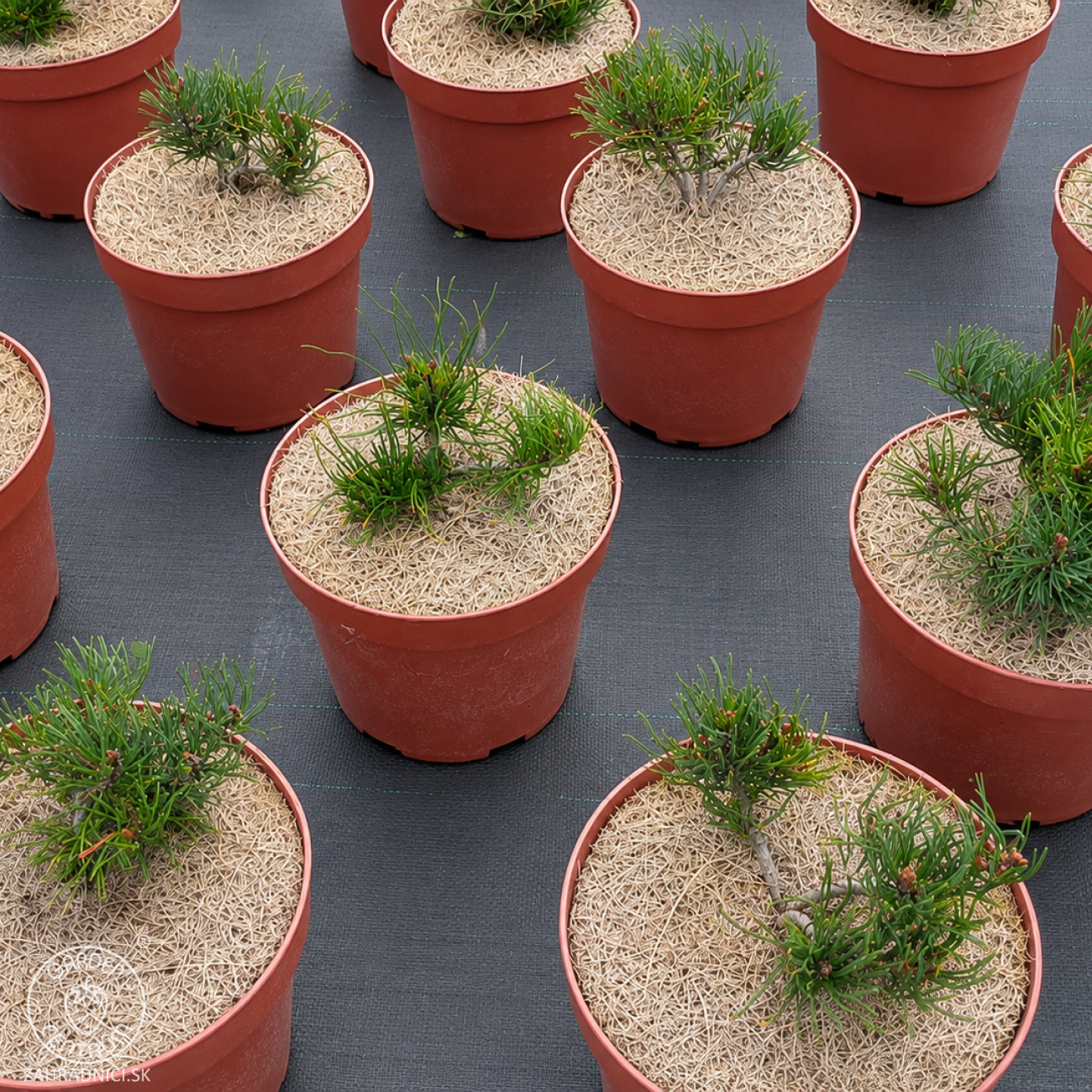 Obrázok Borovica horská (Pinus mugo) ´PUMILIO´ – výška 10-20 cm, ⌀ 10-15 cm, kont. C2L
