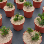 Borovica horská (Pinus mugo) ´PUMILIO´ – výška 10-20 cm, ⌀ 10-15 cm, kont. C2L