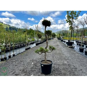 Borovica čierna (Pinus nigra) ´AUSTRIACA´ - výška 120-160 cm, kont. C110L - BONSAJ