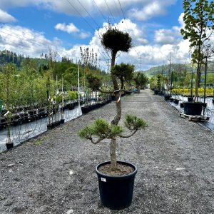Borovica čierna (Pinus nigra) ´AUSTRIACA´ - výška 120-160 cm, kont. C110L - BONSAJ