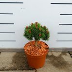 Borovica horská (Pinus mugo) ´BENJAMIN´ - výška 20-30 cm, ⌀ 20-30 cm, kont. C5L