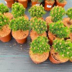 Borovica horská (Pinus mugo) ´BENJAMIN´ - výška 20-30 cm, ⌀ 20-30 cm, kont. C5L