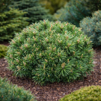 Borovica horská (Pinus mugo) ´BENJAMIN´ - výška 20-30 cm, ⌀ 20-30 cm, kont. C5L