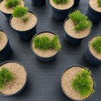 Borovica horská (Pinus mugo) ‘MUGO’ – výška 5-10 cm, ⌀ 10-15 cm, kont. C2L