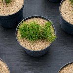 Borovica horská (Pinus mugo) ‘MUGO’ – výška 5-10 cm, ⌀ 10-15 cm, kont. C2L