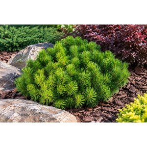 Borovica horská (Pinus mugo) ‘MUGO’ – výška 5-10 cm, ⌀ 10-15 cm, kont. C2L
