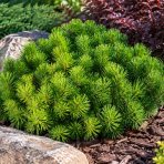 Borovica horská (Pinus mugo) ‘MUGO’ – výška 5-10 cm, ⌀ 10-15 cm, kont. C2L