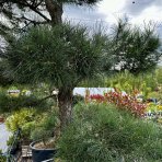 Borovica čierna (Pinus nigra) ´NIGRA´ - výška 250-300 cm, kont. C500L – BONSAJ - STARÝ A VZÁCNY EXEMPLÁR (PÔVOD JAPONSKO)