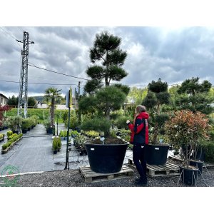 Borovica čierna (Pinus nigra) ´NIGRA´ - výška 250-300 cm, kont. C500L – BONSAJ - STARÝ A VZÁCNY EXEMPLÁR (PÔVOD JAPONSKO)