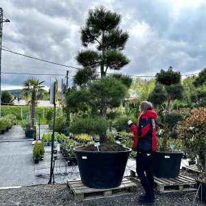 Borovica čierna (Pinus nigra) ´NIGRA´ - výška 250-300 cm, kont. C500L – BONSAJ - STARÝ A VZÁCNY EXEMPLÁR (PÔVOD JAPONSKO)