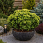 Borovica horská (Pinus mugo ) ´OPHIR´ - výška 20-30 cm, ⌀ 20-30 cm, kont. C4L 