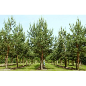 Borovica lesná (Pinus Sylvestris) - výška 300-350 cm, obvod kmeňa 14/16 cm, kont. C180L - NA KMIENKU (-30°C)