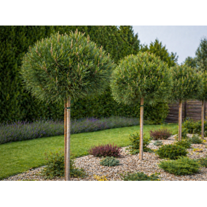 Borovica pancierová  (Pinus leucodermis) ´ŠMIDTII´ - výška 70-80 cm, kont. C5L - NA KMIENKU