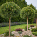 Borovica pancierová  (Pinus leucodermis) ´ŠMIDTII´ - výška 70-80 cm, kont. C5L - NA KMIENKU