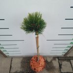 Borovica pancierová  (Pinus leucodermis) ´ŠMIDTII´ - výška 70-80 cm, kont. C5L - NA KMIENKU