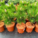 Borovica japonská (Pinus thunbergii)  ‘THUNDERHEAD’ - výška 40-50 cm, kont. C5L