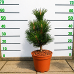 Borovica japonská (Pinus thunbergii)  ‘THUNDERHEAD’ - výška 40-50 cm, kont. C5L