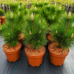 Borovica japonská (Pinus thunbergii)  ‘THUNDERHEAD’ - výška 40-50 cm, kont. C5L