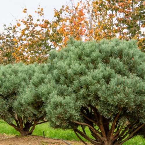 Borovica lesná (Pinus Sylvestris) ´WATERERI´ - výška 60-70 cm, kont. C5L