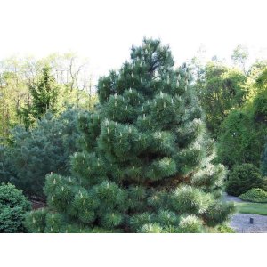 Borovica čierna (Pinus nigra) ´AUSTRIACA´ - výška 150-175 cm, kont. C55L