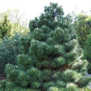 Borovica čierna (Pinus nigra) ´AUSTRIACA´ - výška 150-175 cm, kont. C55L