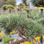Borovica lesná (Pinus Sylvestris) - výška 150-160 cm, kont. C180L - BONSAJ (-30°C)