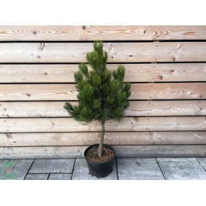 Borovica Heldreichova (Pinus heldreichii) ´COMPACT GEM´, výška 80-100 cm, C7.5L