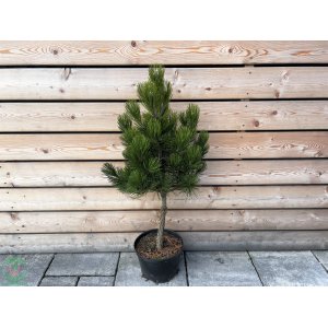 Borovica Heldreichova (Pinus heldreichii) ´COMPACT GEM´ - výška 80-100 cm, kont.C7.5L