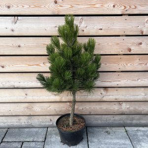 Borovica Heldreichova (Pinus heldreichii) ´COMPACT GEM´, výška 80-100 cm, C7.5L