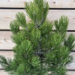 Borovica Heldreichova (Pinus heldreichii) ´COMPACT GEM´, výška 80-100 cm, C7.5L