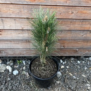 Borovica čierna (Pinus nigra) ´GREEN TOWER´ - výška 50-60 cm, kont. C5L 