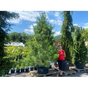 Borovica himalájska (Pinus strobus) ´WALLICHIANA´ - výška 330-350 cm, kont. C230L (nepichľavá)