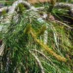  Borovica hustokvetá (Pinus densiflora) ´PENDULA´ - výška 120-140 cm, kont. C55L 