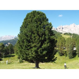 Borovica limbová (Pinus cembra) - výška 40-60 cm, kont. C3L
