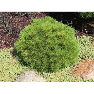 Borovica čierna (Pinus nigra) ´MARIE BREGEON´® – výška 20-30 cm, ⌀ 30-40 cm, kont. C10L 