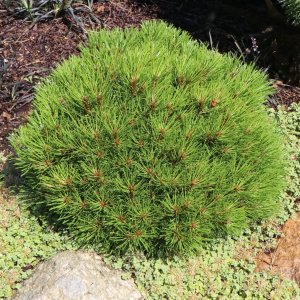 Borovica čierna (Pinus nigra) ´MARIE BREGEON´ – výška 20-30 cm, ⌀ 20-30 cm, kont. C4L 
