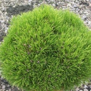 Borovica čierna (Pinus nigra) ´MARIE BREGEON´® – výška 40-50 cm,  ⌀ 80-100 cm, kont. C70L 