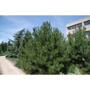 Borovica čierna (Pinus nigra)  - výška 40-60 cm, kont. C3L
