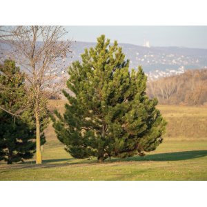 Borovica čierna (Pinus nigra)  - výška 20-30 cm, kont. C3L