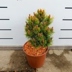 Borovica horská (Pinus mugo ) ´OPHIR´ - výška 20-30 cm, ⌀ 20-30 cm, kont. C4L 