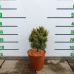Borovica horská (Pinus mugo ) ´OPHIR´ - výška 20-30 cm, ⌀ 20-30 cm, kont. C4L 