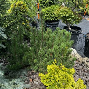 Borovica horská (Pinus mugo) ´MOPS´ – výška 20-30 cm,  ⌀ 30-40 cm, kont. C5L