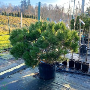 Borovica čierna (Pinus nigra) ´PIERRICK BREGEON´ - výška 80-100 cm, priemer: 100-120 cm, kont. C35L 