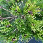 Borovica čierna (Pinus nigra) ´PIERRICK BREGEON´ - výška 80-100 cm, priemer: 100-120 cm, kont. C35L 